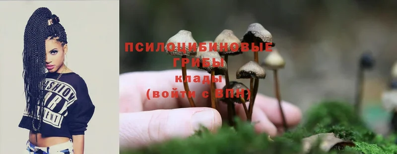 Псилоцибиновые грибы Cubensis  наркота  Воткинск 